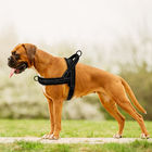 Escape Proof Reflective Dog Harness For Walking Training
